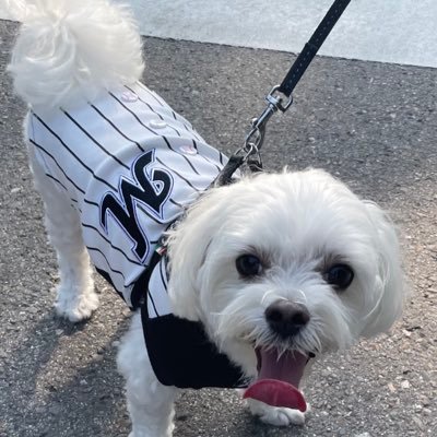 HanpanaiMarin's profile picture. #マルチーズ #千葉ロッテマリーンズ #日本保守党 #カブアンド #千葉県 #浦安市 無言フォローごめんなさい🙏