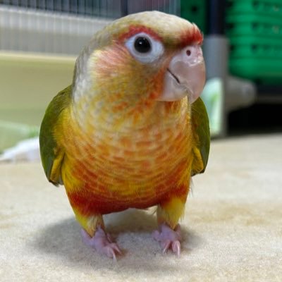 （╹◡╹）さんのプロフィール画像