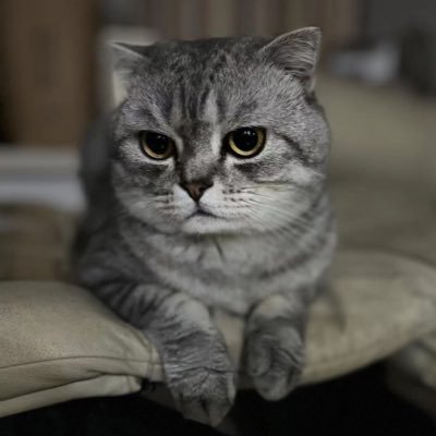 Qomozo's profile picture. 鸠摩智