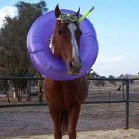 #1 Horse Fan (@drdoorknobballs) 's Twitter Profile Photo #1 Horse Fan (@drdoorknobballs) 's Twitter Profile Photo