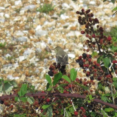 Ravi Grewal 15 - Birder & Ringing trainee from North Kent (Thames Estuary Ringing Group). Patch is Cliffe. Also on Bluesky - https://t.co/bbytl2dVad