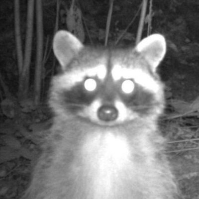 Poumons certifiés par la fédération (PSA -1000)
·
Magga shotta
·
Master Spliffter, himself. 👑🦝
·
https://t.co/DrRR7ZsijE