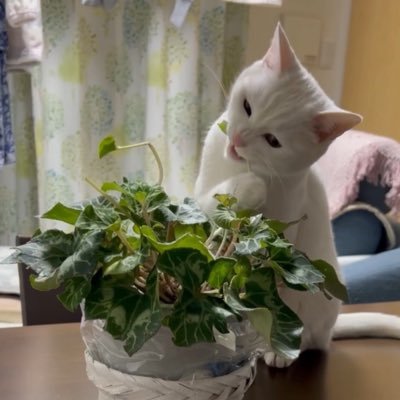 auako's profile picture. 紅しょうがさん/野球観戦/オリ姫