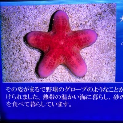 何を思ったのか30にして新しい世界の扉を開けちゃった誰かの裏垢。金曜夜にラフレシアやアウルにいがち。185/90/33