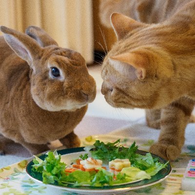 🐰うに(ミニレッキス 11/13 ♂ 5歳)🐱ラテ(スコティッシュ 4/3 ♂ 3歳)🌈モコ(ホーランドロップ ♀ 10歳)
おうちに来た日から撮り続けているたくさんの成長記録📸を少しずつアップしていきます✨
インスタもやっています↓