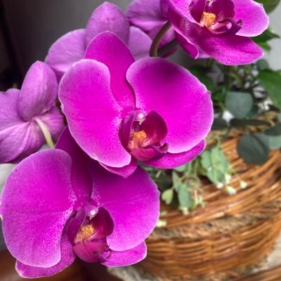dee_orch's profile picture. lectures danses jardinage
