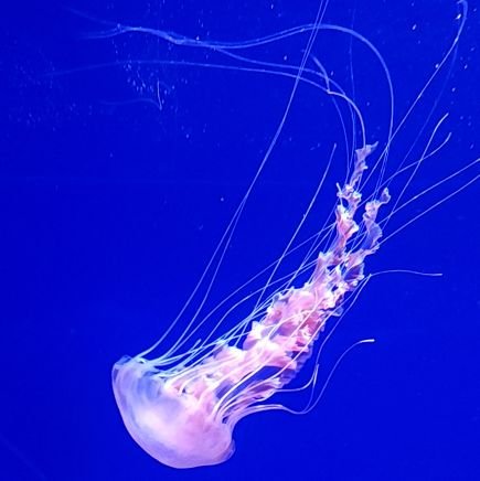 R__trd_ii's profile picture. お取引用アカウント　

学マス:))紫雲清夏(藤田ことね(友人分))　
成人済｜都内手渡し(秋葉原周辺)≫郵送