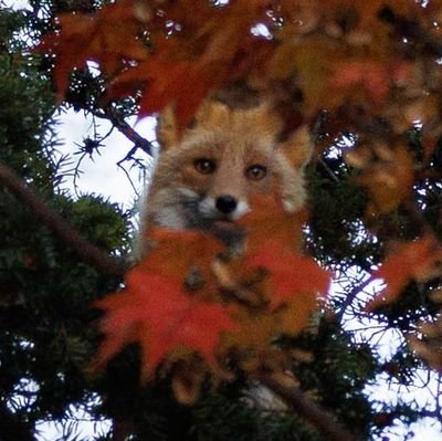 s9542844639513's profile picture. ⚘ взбалмошная самодурка ⚘ моя любимая жена — ᥫ᭡ @mqqlk_