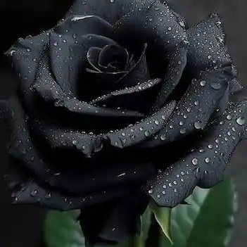 HalymaMuha27674's profile picture. 