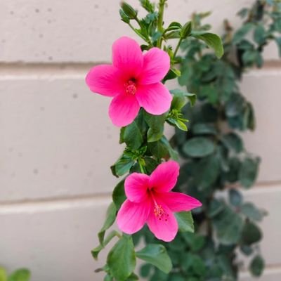 ZMF7321's profile picture. 