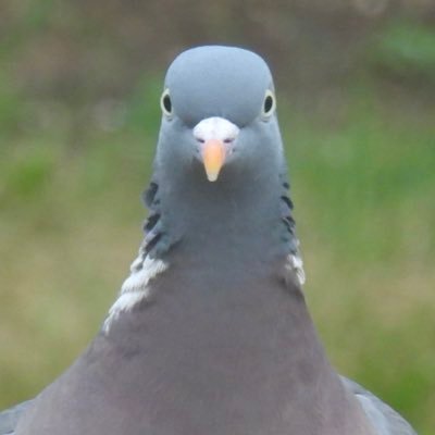 I am a birder in the UK who is addicted to taking photos of every bird I see and whatever else I find in nature. Wood pigeons are my favourite birds.