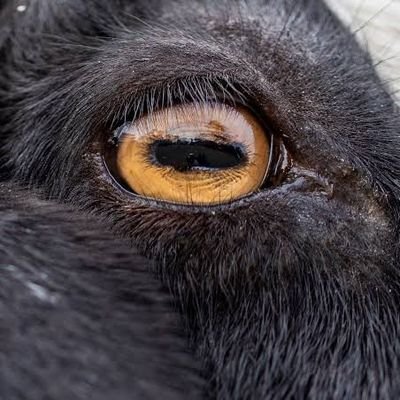 Caçadores de Entidade RPG