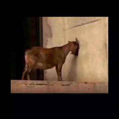 laycon004's profile picture. asakeslim