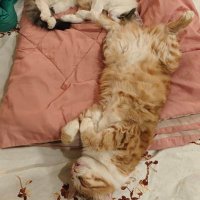 Laal Saalan (@laalsaalan) 's Twitter Profile Photo