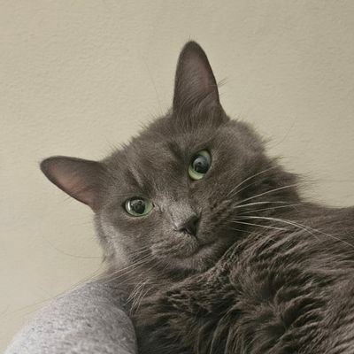 xJoeyScoops's profile picture. I retweet random stuff. feeling like nemo