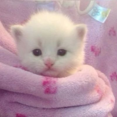 ⋆˚࿔ 🎀 14 - bmi:17(?)🤍 ˶ᵔ ᵕ ᵔ˶ ifb shed - yoghurt bowl lover