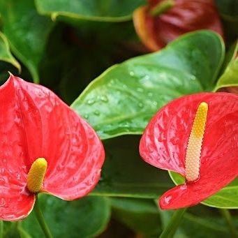 kellyshadesfx's profile picture. I am 29 years old 🗝️ loves: Art,Story Writing, Gaming, Reading and SFX makeup.