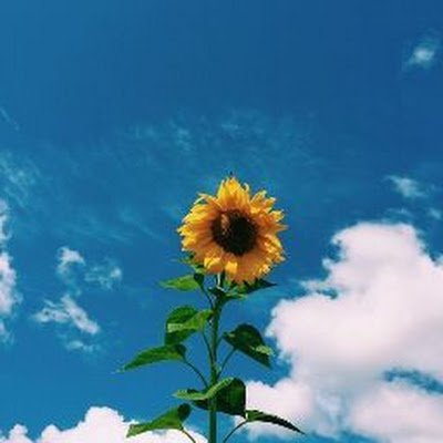 NSriburi77326's profile picture. 