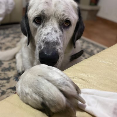 TheDevilChris's profile picture. What can one say about ones self without sounding pretentious. I have one awesome rescue fur baby & enjoy every minute with him