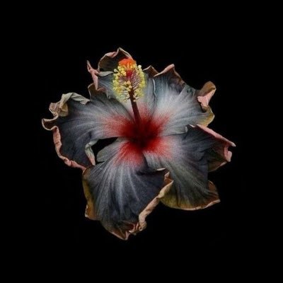 jaedenbryxe's profile picture. new jacks