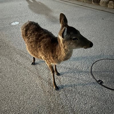 equal_zunzun's profile picture. スイスイスヤスヤジンベイザメ