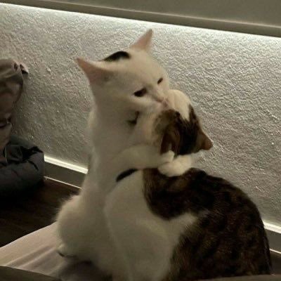 mine_babies's profile picture. fan account 🤍