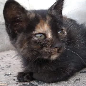 doditto04's profile picture. Just me.