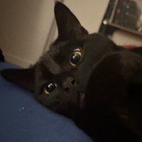 wika 🦇 (@wikybat) 's Twitter Profile Photo wika 🦇 (@wikybat) 's Twitter Profile Photo