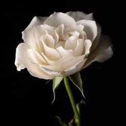 DiepKhong20123's profile picture. what