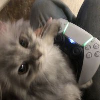L (@cnnzv) 's Twitter Profile