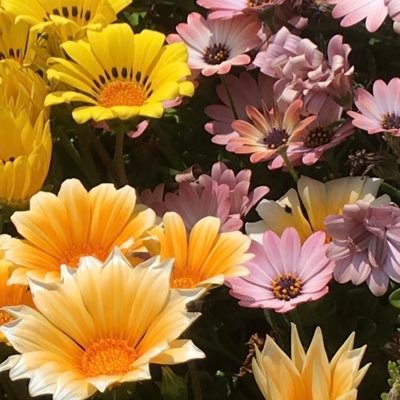 FXtraderWILL's profile picture. 国内FX1万円チャレンジしながらFX裁量トレード勉強中です。ヒロセ通商 （法人口座）2025/8/8〜現在Re5回目 11/21〜累積元本3.0万円