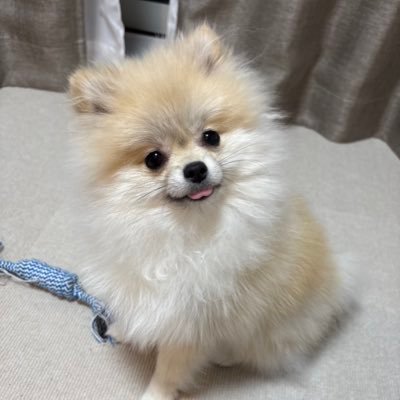 maro_pome922's profile picture. ポメラニアンのマロ（♀）｜1歳｜1.9kg｜クリームセーブル｜のんびりマイペースに投稿します☀️よろしくお願いします🐶