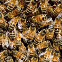 Ten-Thousand Bees (@10thousandbees_) 's Twitter Profile