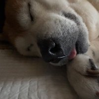 チャゲ山 (@pe2oh1) 's Twitter Profile