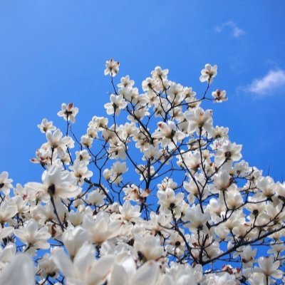 zakuro20250822's profile picture. 