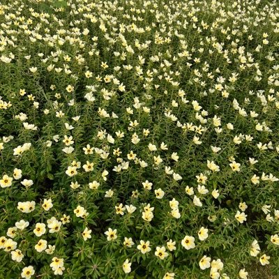 aldabrilian's profile picture. 