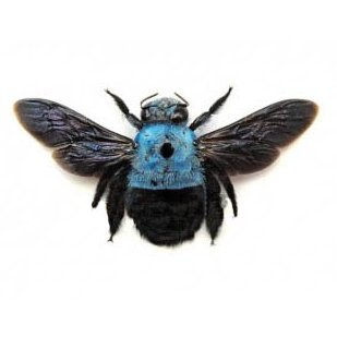 RominaBergesio's profile picture. 