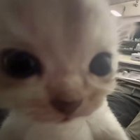 치치 (@07chichi11) 's Twitter Profile Photo 치치 (@07chichi11) 's Twitter Profile Photo