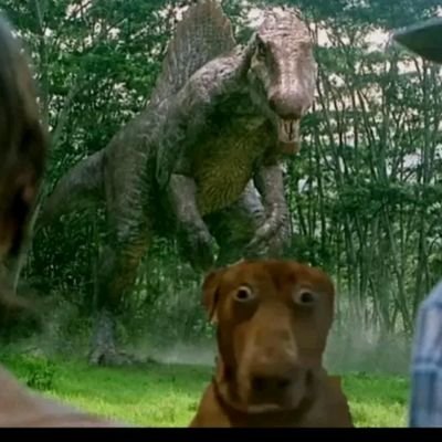 PedroLu940's profile picture. 