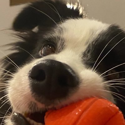 VitaminC0327's profile picture. 碎碎念｜分享日常｜喜欢和礼貌的宝宝一起玩耍｜纯绿｜我眼熟的互关可来找我加v｜自认为是高p｜我帖子会很多 甚至刷屏 介意勿关注可屏蔽｜只过眼熟经常互动的互关@JellyVitaminC