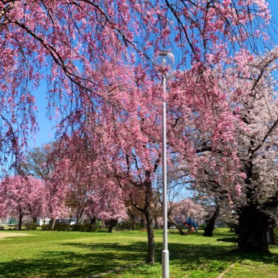 5OXO333's profile picture. 🐨コアラ🐨LOVE🐨