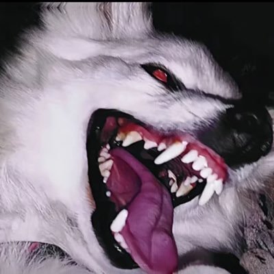 yuri_Qi71's profile picture. switch/4i