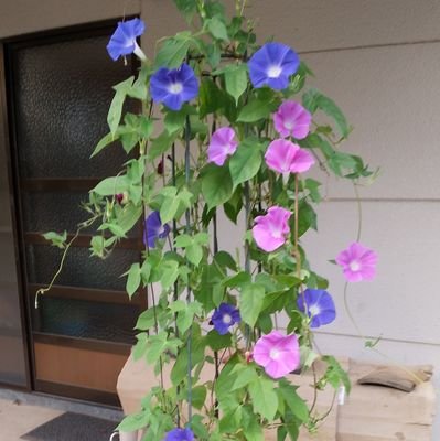 ここ数年の 暑さは 体に堪えてます。しかし何とか頑張っています。私はけっこう ミーハーで 色いろ 興味が 変わります。今は 大谷選手の 教科書の様な 聖書の様な 人間性に はまっています。