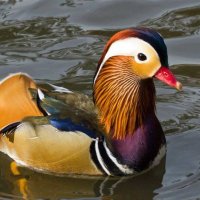 Kotaksuara iRm (@iriantomallera) 's Twitter Profile Photo