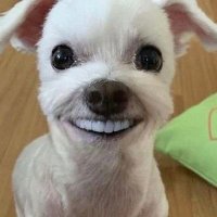 이빨강아지 (@jiiuu_0) 's Twitter Profile