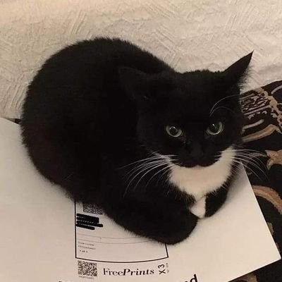 さくとみ&さっぱりとしょかん&プロムン&猫&MurderDrones&Hellvaboss&Helltaker&フロムゲー&サイバーパンク2077&ジョン・ウィック&カンヒュ&人外(etc)&SCP&ローグライクが大好きな男
ネタ被りしてたらすんません。
突然話の話題が変わるかも