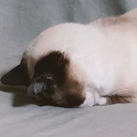 yume👑🐃🕊🍉🐾 (@peperon0853) 's Twitter Profile Photo