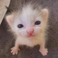 mint (@mintwithcat) 's Twitter Profile Photo mint (@mintwithcat) 's Twitter Profile Photo