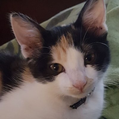 OniYoji's profile picture. Contemplator of beautiful things *mainly cosplay and artwork* (Pioneer of the Blueberry Legion 🫐 )