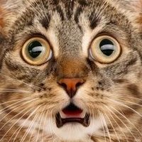Dandy Lion (@dandy_l1ons) 's Twitter Profile